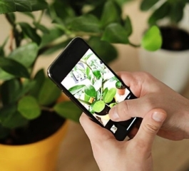 The gardening and plant apps you need to know to have a successful garden